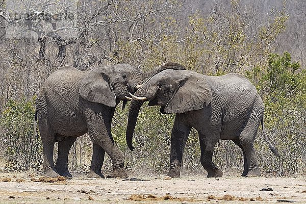 Afrikanische Buschelefanten (Loxodonta africana)  zwei Elefantenbullen beim Kampf  Krüger-Nationalpark  Südafrika  Afrika