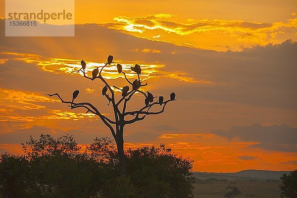 Geier in einem toten Baum bei Sonnenaufgang  Kenia Masai Mara National Reserve  Kenia  Afrika