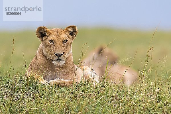 Löwin (Panthera leo) im Gras liegend  Masai Mara National Reserve  Kenia  Afrika