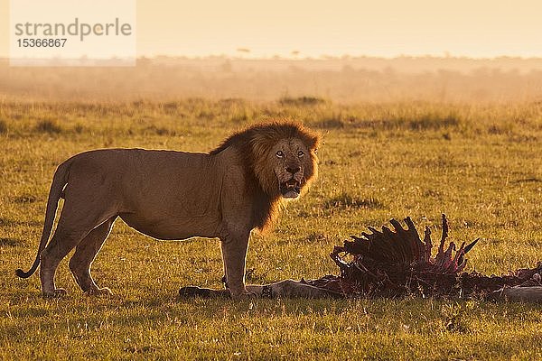 Männlicher Löwe (Panthera leo) mit Skelett  erlegtes Eland  Masai Mara National Reserve  Kenia  Afrika
