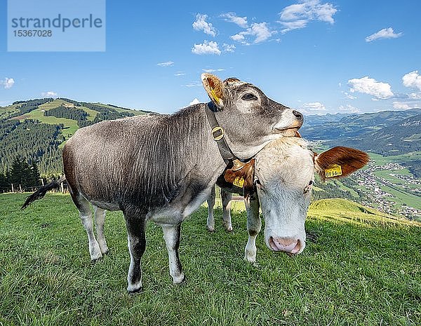 Zwei junge Kälber (Bos primigenius taurus) kuscheln auf einer Almwiese  Grauvieh und Braunvieh  Hochbrixen  Brixen im Thale  Tirol  Österreich  Europa