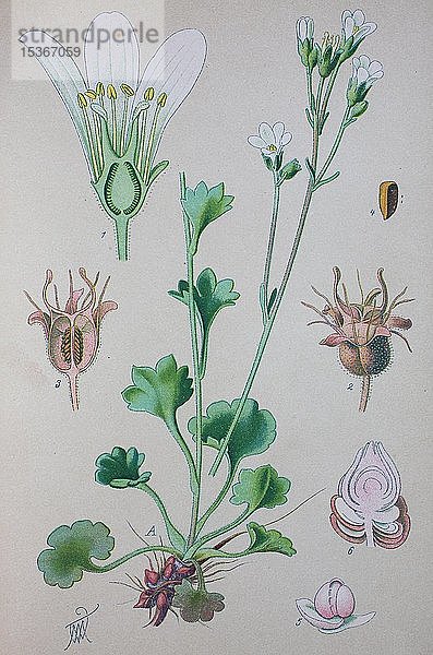Wiesen-Steinbrech (Saxifraga granulata)  historische Abbildung von 1885  Deutschland  Europa
