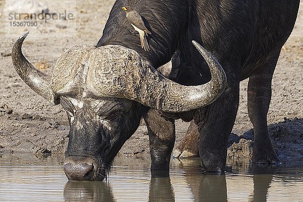 Afrikanischer Büffel (Syncerus caffer)  erwachsenes Männchen beim Trinken an einem Wasserloch mit einem Gelbschnabel-Madenhacker (Buphagus africanus)  der auf dem Hals sitzt  Krüger-Nationalpark  Südafrika  Afrika