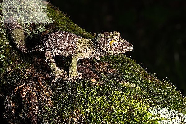 Moosblatt-Schwanzgecko (Uroplatus sikorae)  auf einem bemoosten Baumstamm im Regenwald  Montagne d'Ambre  Nord-Madagaskar  Madagaskar  Afrika