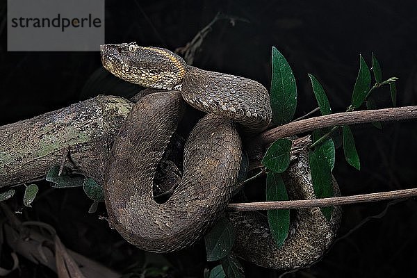 Javanischer Steinbeißer (Trimeresurus puniceus)  am Ast hängend  Bogor  Java