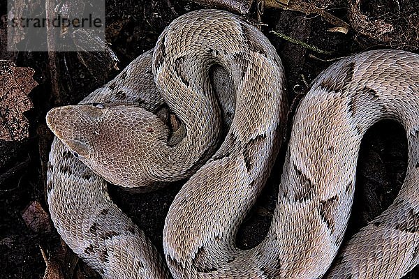 Brasilianischer Lanzettfisch (Bothrops moojeni)  Jungtier  Brasilien  Südamerika