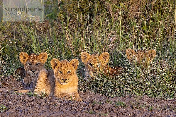 Löwenjunge lPanthera leo) im Gras liegend  Masai Mara National Reserve  Kenia  Afrika