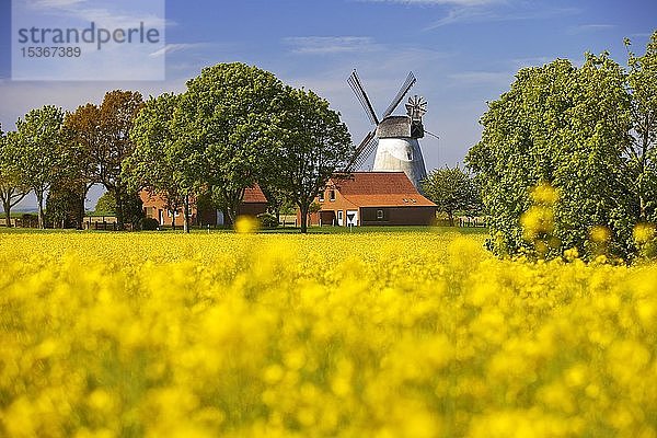 Rapsfeld mit Windmühle Meissen  Wallmühle von 1883  Minden  Westfälische Mühlenstraße  Nordrhein-Westfalen  Deutschland  Europa