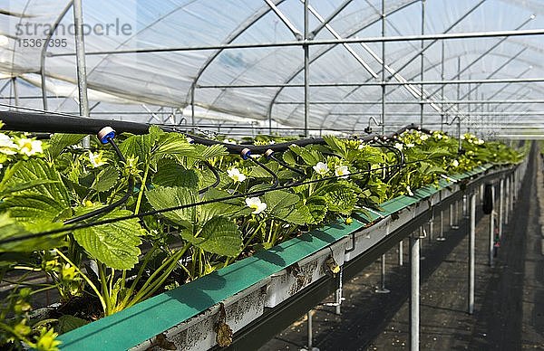 Anbau von Erdbeeren (Fragaria)  Hochstammkultur auf Bewässerungsgestell im Gewächshaus  Kanton Thurgau  Schweiz  Europa