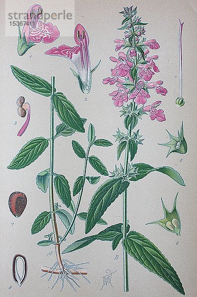 Gemeine Heckenrose (Stachys officinalis)  historische Abbildung von 1885  Deutschland  Europa