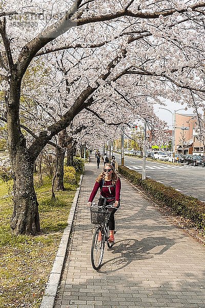 Tourist fährt Fahrrad unter blühenden Kirschbäumen  Kyoto  Japan  Asien