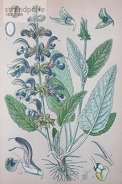 Wiesen-Salbei (Salvia pratensis)  historische Illustration von 1885  Deutschland  Europa
