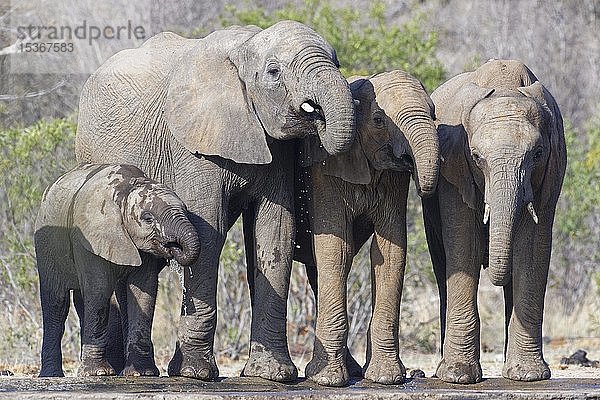 Afrikanische Buschelefanten (Loxodonta africana)  junge Elefanten mit Kalb beim Trinken an einem Wasserloch  Kruger National Park  Südafrika  Afrika