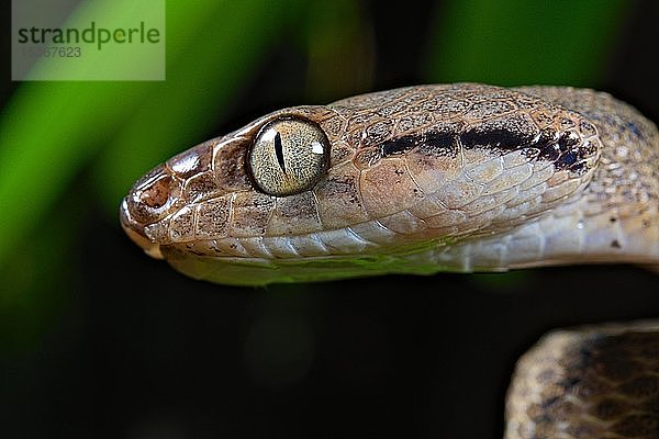 Braune Baumschlange (Boiga irregularis)  Tierporträt  Nordsulawesi  Sulawesi