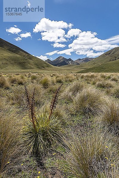 Büschelgras und Berge  breite Bergkette  Lindis Pass  Südliche Alpen  Otago  Südinsel  Neuseeland  Ozeanien