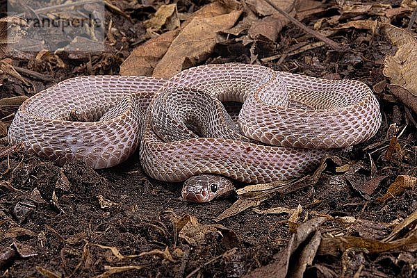 Kapfeilennatter (Gonionotophis sp)  Kamerun  Afrika