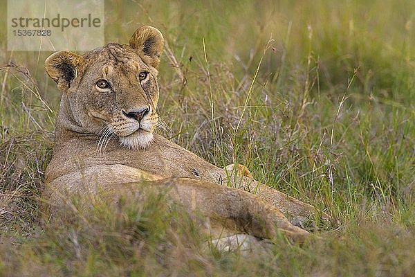 Löwin (Panthera leo) im hohen Gras liegend  Masai Mara National Reserve  Kenia  Afrika