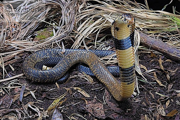 Waldkobra (Naja melanoleuca) In Gefangenschaft. Kamerun