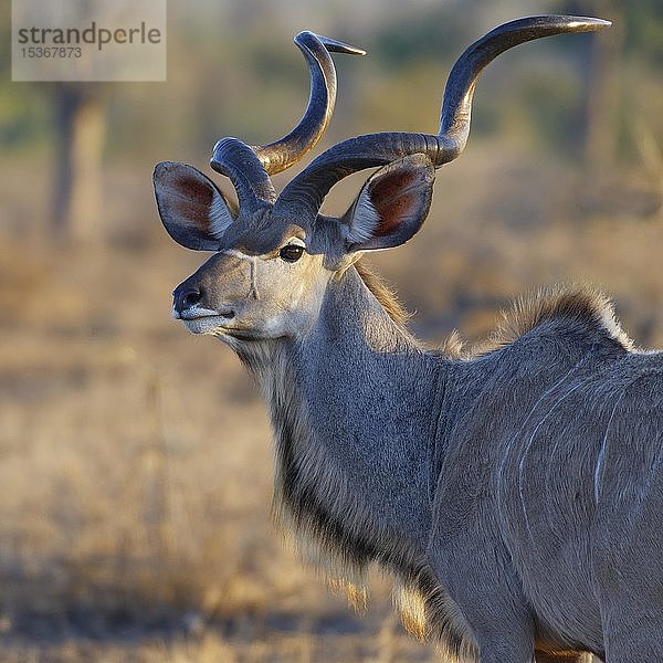 Großer Kudu (Tragelaphus strepsiceros)  erwachsenes Männchen  Tierporträt  Krüger-Nationalpark  Südafrika  Afrika