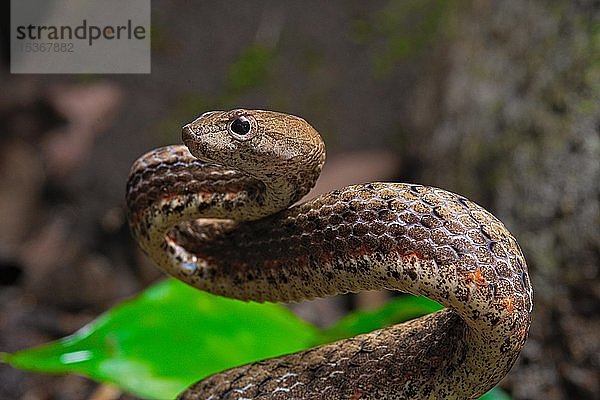 Scheinviper (Psammodynastes pulverulentus)  Sulawesi