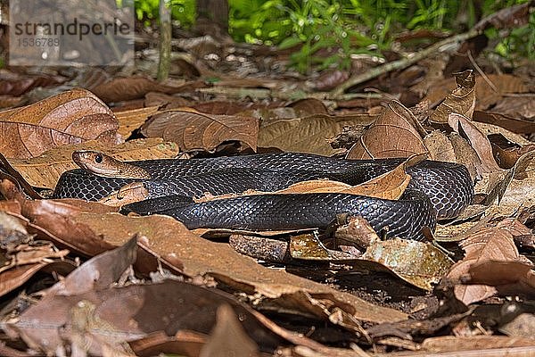 Sulawesi-Rattennatter (Coelognathus erythrurus celebensis. Sulawesi