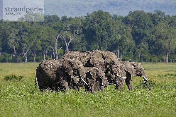 Afrikanische Elefanten (Loxodonta africana)  Erwachsene mit Jungtieren  Gruppe beim Fressen im grünen Gras  Masai Mara National Reserve  Kenia  Afrika