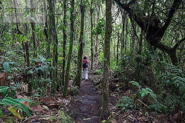 Wanderin auf einem Wanderweg durch tropische Vegetation im Regenwald  Nationalpark Volcano Arenal  Parque Nacional Volcan Arenal  Provinz Alajuela  Costa Rica  Mittelamerika