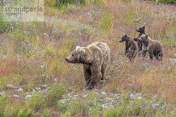 Braunbären (Ursus arctos)  Mutter mit drei Jungtieren auf einer blühenden Wiese  Katmai National Park  Alaska