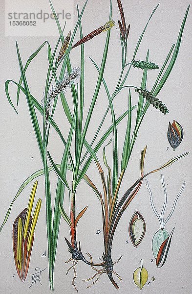Blaue Segge (Carex flacca)  historische Illustration von 1885  Deutschland  Europa