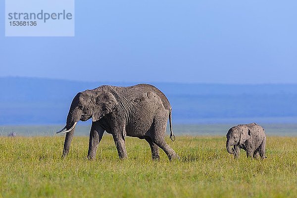 Afrikanischer Elefant (Loxodonta africana)  erwachsener Elefant mit Jungtier in der Savanne  Masai Mara National Reserve  Kenia  Afrika