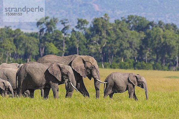 Afrikanische Elefanten (Loxodonta africana)  Herde  Erwachsene mit Jungen im Gras  Masai Mara National Reserve  Kenia  Afrika