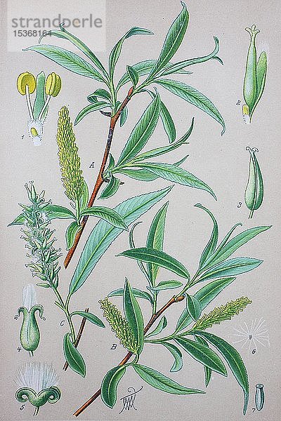 Bruchweide (Salix fragilis)  historische Illustration von 1885  Deutschland  Europa