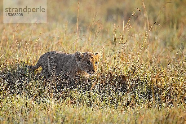 Löwenjunges (Panthera leo) beim Spaziergang im hohen Gras  Masai Mara National Reserve  Kenia  Afrika