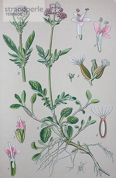 Baldrian (Valeriana officinalis)  historische Illustration von 1885  Deutschland  Europa