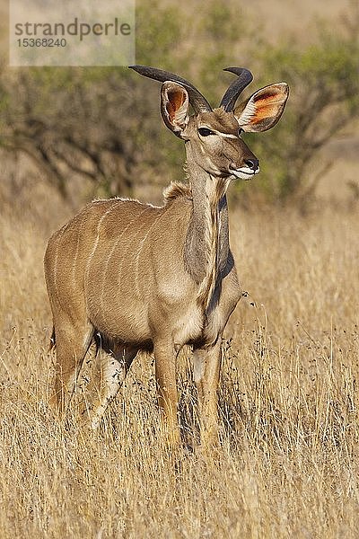 Großer Kudu (Tragelaphus strepsiceros)  erwachsenes Männchen im trockenen Grasland stehend  aufmerksam  Krüger-Nationalpark  Südafrika  Afrika