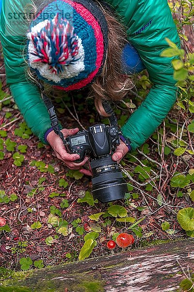 Frau fotografiert Fliegenpilze (Amanita muscaria) auf dem Waldboden  Mt. Baker-Snoqualmie National Forest  Washington  USA  Nordamerika