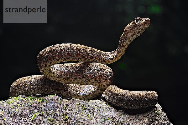 Scheinviper (Psammodynastes pulverulentus)  Sulawesi