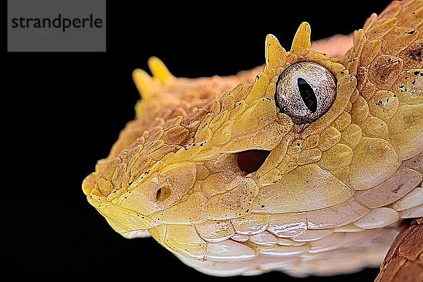 Wimperngrubenotter (Bothriechis schlegelii)  Tierporträt  Auge  Detail  Costa Rica  Mittelamerika