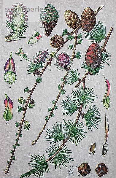 Europäische Lärche (Larix decidua)  historische Abbildung von 1885  Deutschland  Europa
