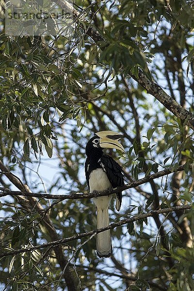 Orientalischer Elsterhornvogel (Anthracoceros albirostris) im Baum sitzend  Sabah  Borneo  Malaysia  Asien