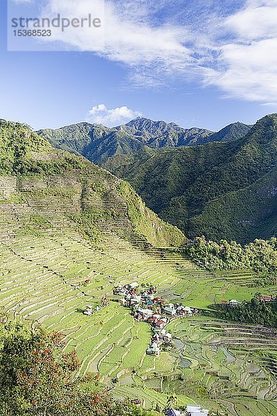 Batad-Reisterrassen  in der Nähe von Banaue  Philippinen  Asien