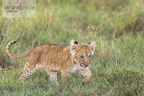 Löwe (Panthera leo)  Jungtier auf Wanderschaft  Masai Mara National Reserve  Kenia  Afrika