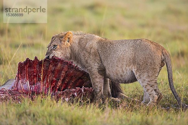 Junger Löwe (Panthera leo) beim Fressen eines Elenantilopen-Kadavers  Masai Mara National Reserve  Kenia  Afrika