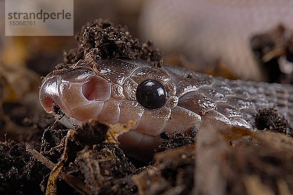 Kapfeilennatter (Gonionotophis sp)  Kamerun  Afrika