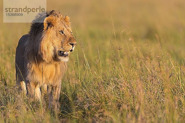 Afrikanischer Löwe (Panthera leo)  Männchen stehend im hohen Gras  Masai Mara National Reserve  Kenia  Afrika