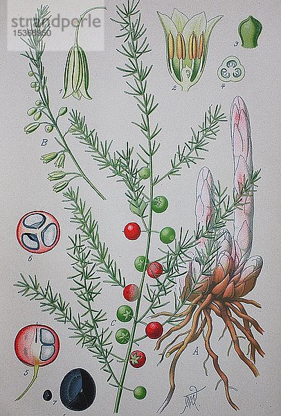Gartenspargel (Asparagus officinalis)  historische Abbildung von 1885  Deutschland  Europa