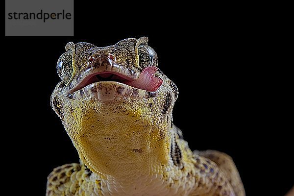 Froschaugecko (Teratoscincus roborowskii)  Tierporträt mit herausgestreckter Zunge  in Gefangenschaft  China  Asien