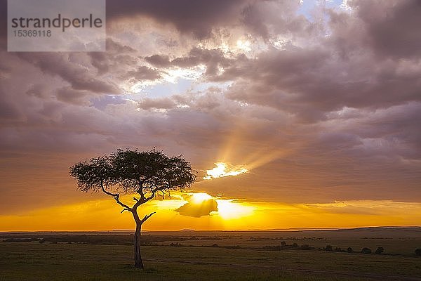 Silhouette einer Schirmdorn-Akazie (Acacia tortilis) bei Sonnenuntergang  Masai Mara National Reserve  Kenia  Afrika