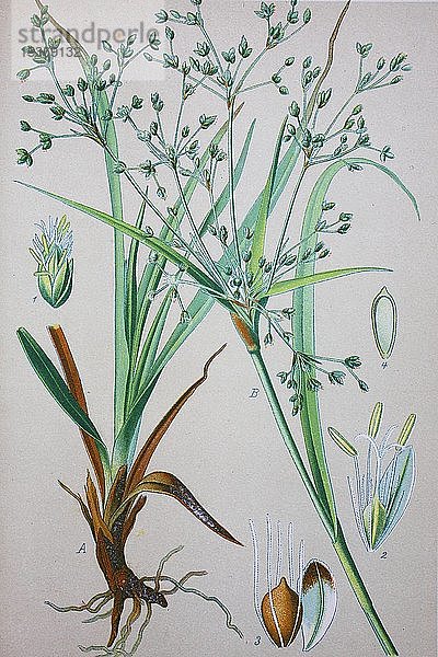 Waldkeulenbinse (Scirpus sylvaticus)  historische Abbildung von 1885  Deutschland  Europa