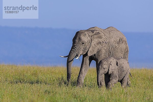 Afrikanischer Elefant (Loxodonta africana)  erwachsener Elefant mit Jungtier in der Savanne  Masai Mara National Reserve  Kenia  Afrika